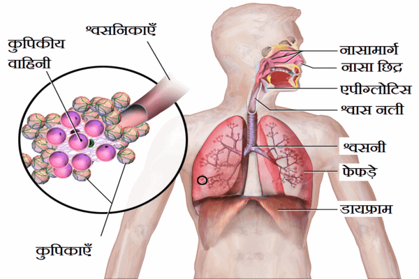 Respiratory System in Hindi