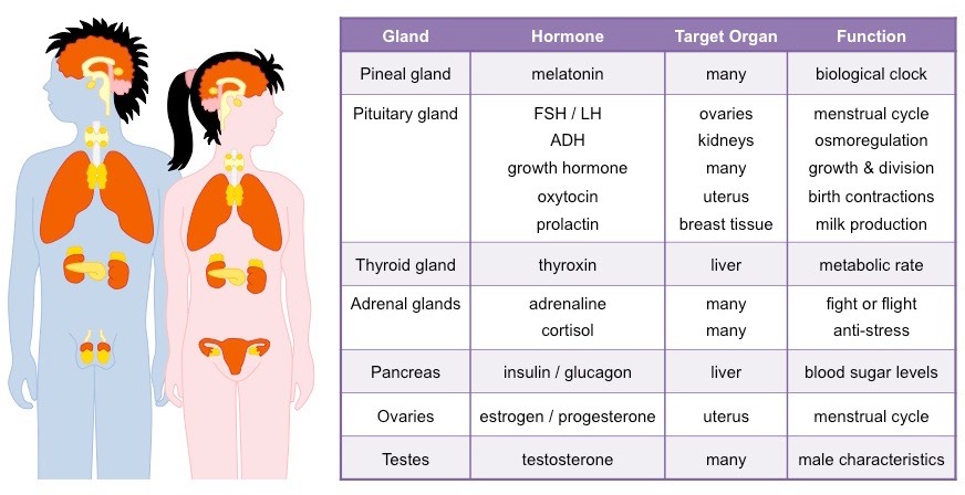 Endocrine System in Hindi