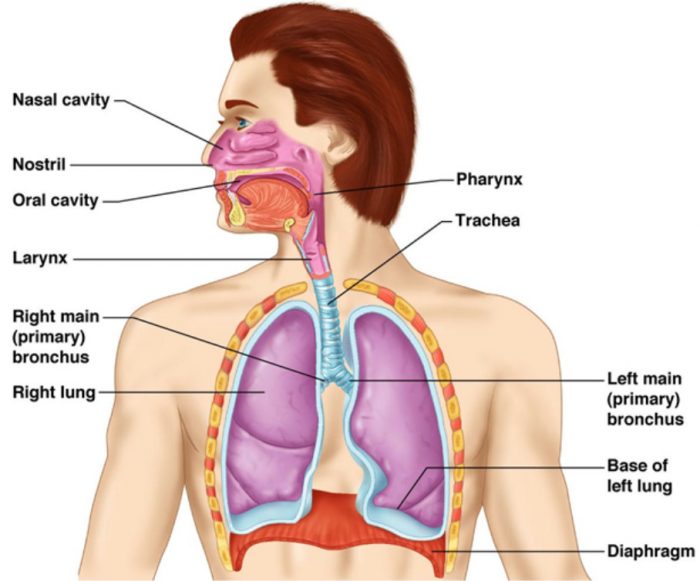 Respiratory System in Hindi