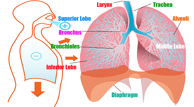 Respiratory System in Hindi