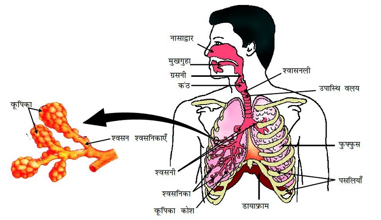 Respiratory System in Hindi