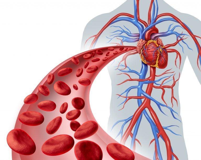 Circulatory System in Hindi