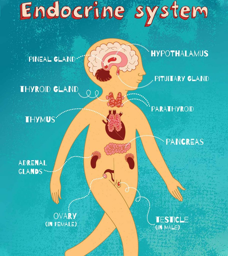 Endocrine System in Hindi