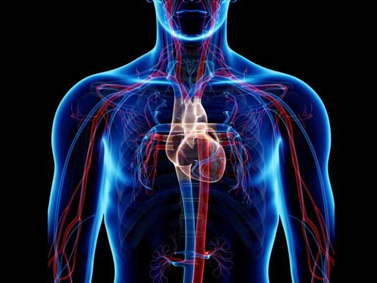 Circulatory System in Hindi