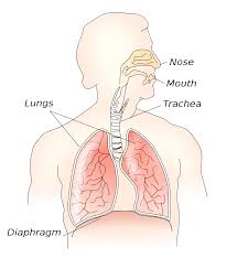 Respiratory System in Hindi