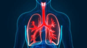 Respiratory System in Hindi