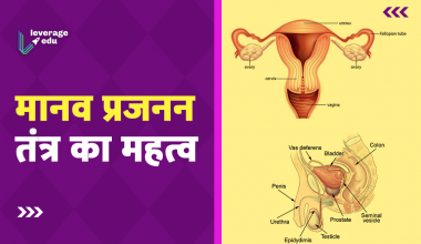 Reproductive System in Hindi