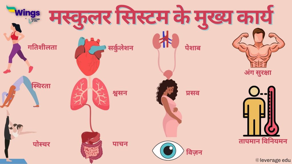 muscular system in hindi