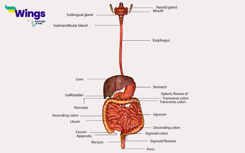 मानव पाचन तंत्र का चित्र