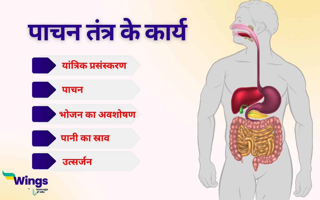 पाचन तंत्र के कार्य