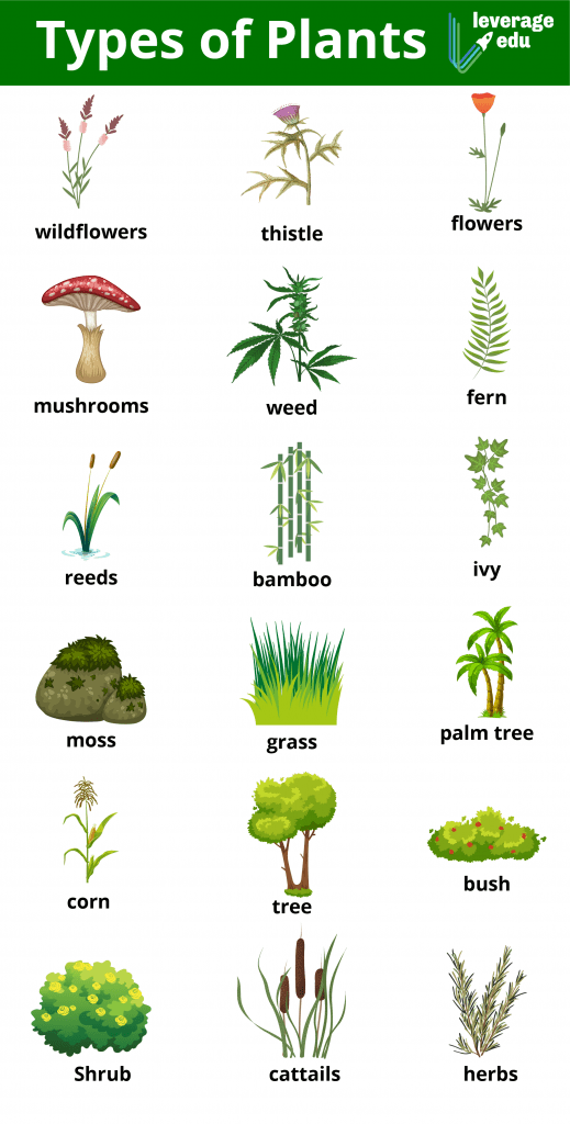 non flowering plants with names and pictures