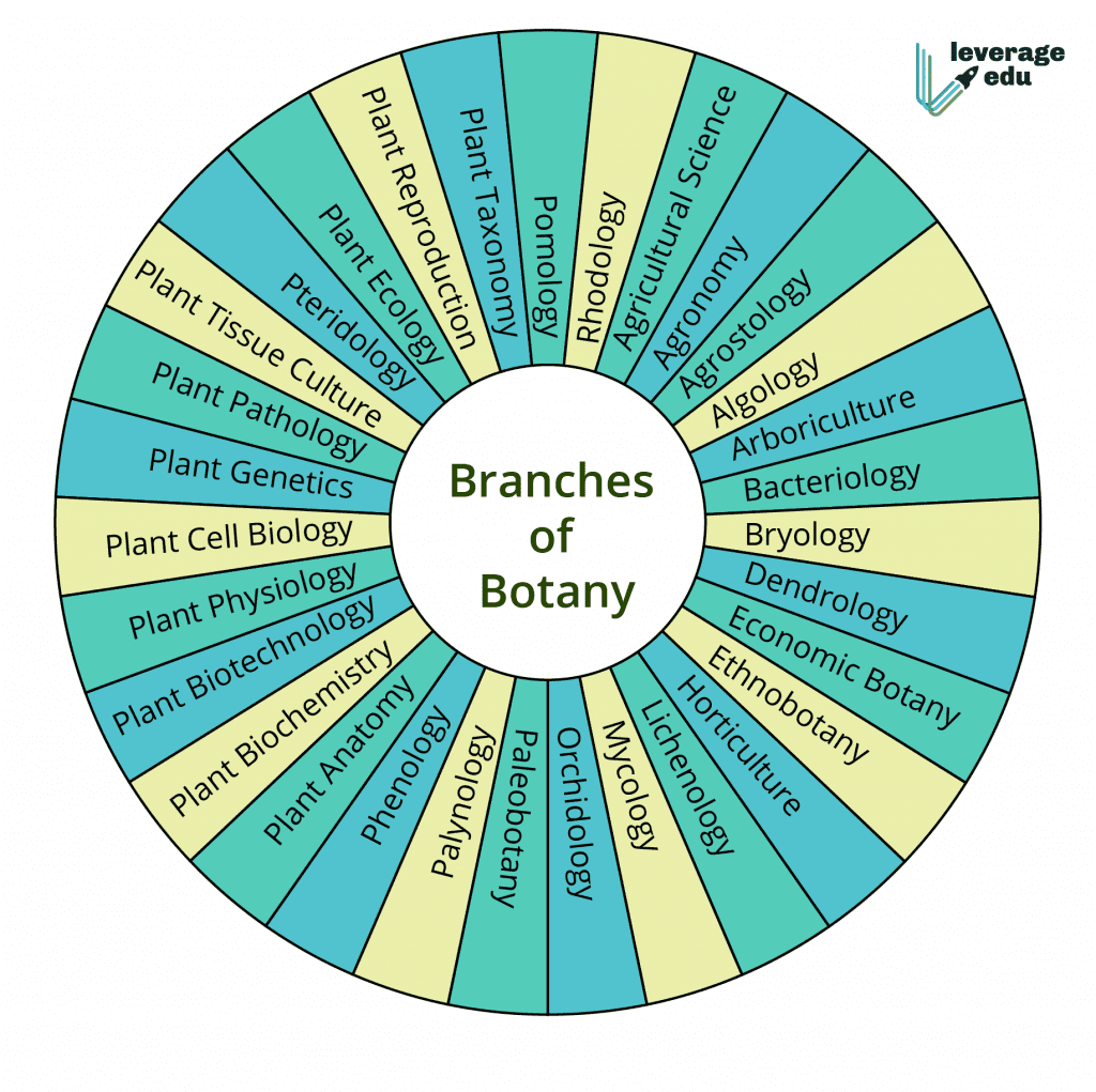 BSc Botany [Complete Study Guide For Indian Students] - Leverage Edu