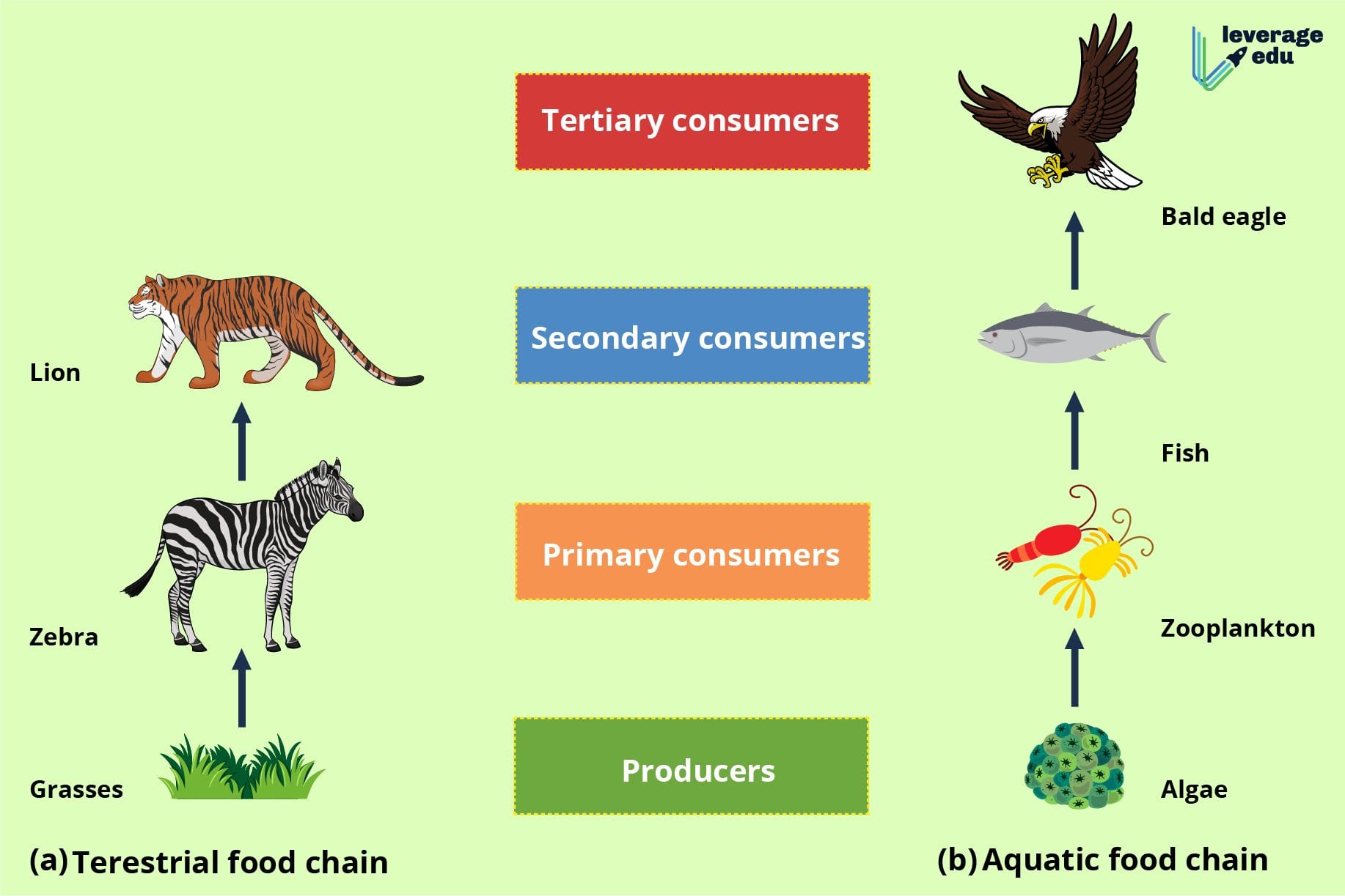 What is Food Chain: Definition, Types & Examples Biology Diagrams