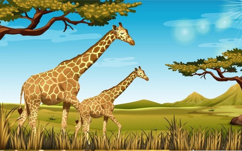natural vegetation and wildlife
