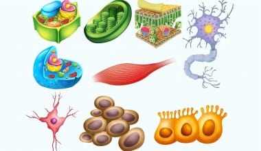 class 11 biological classification