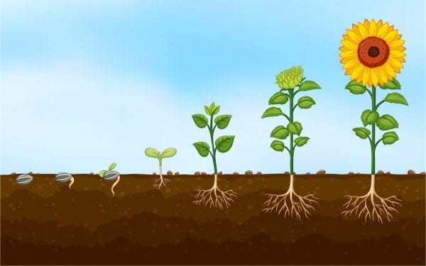 Class 11 Plant Growth and Development: NCERT Notes | Leverage Edu