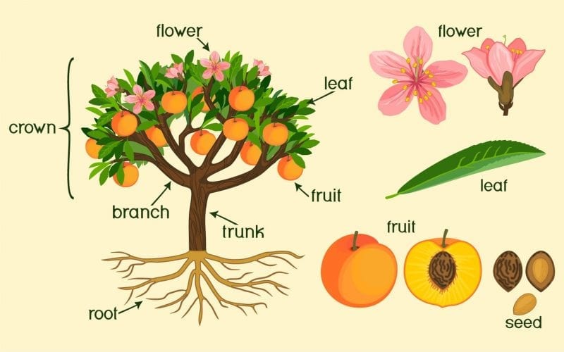morphology of flowering plants