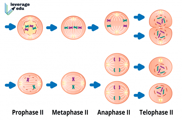 Cell Cycle and Cell Division Class 11 Notes - Leverage Edu