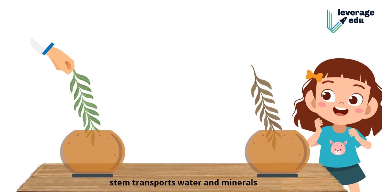 18 interesting science experiments for class 6 at home leverage edu