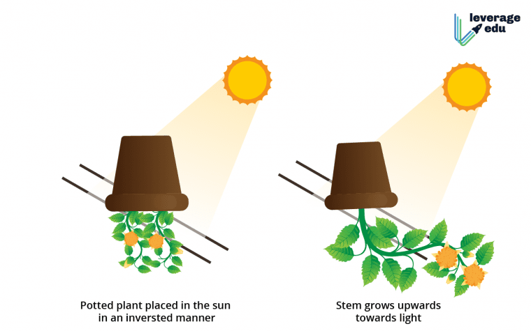 plant experiments for 6th grade