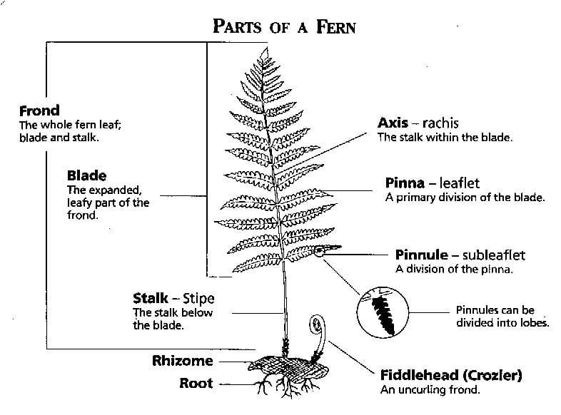 
plant kingdom class 11 notes

