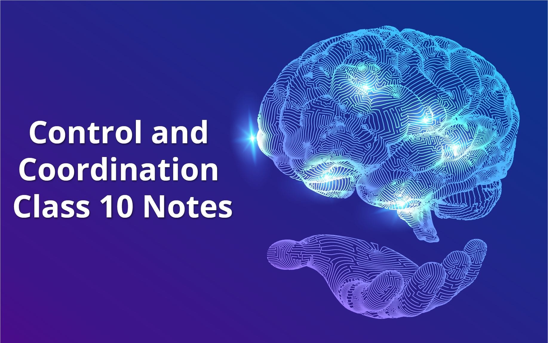 Control And Coordination Class 10 Notes - Leverage Edu