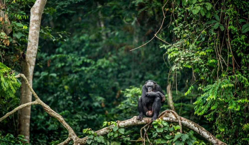 List of 5 Countries with Largest Forests in the World, by Yanuar Hadi