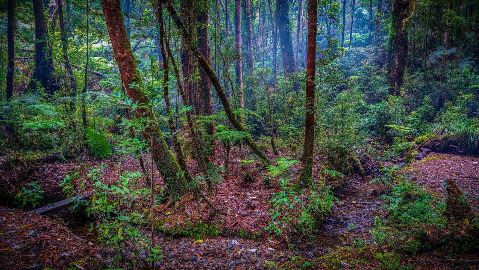 The 10 Largest Forests in the World You Must Know About! I Leverage Edu