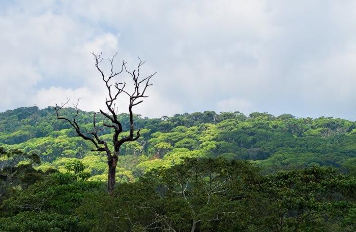 List of 5 Countries with Largest Forests in the World, by Yanuar Hadi