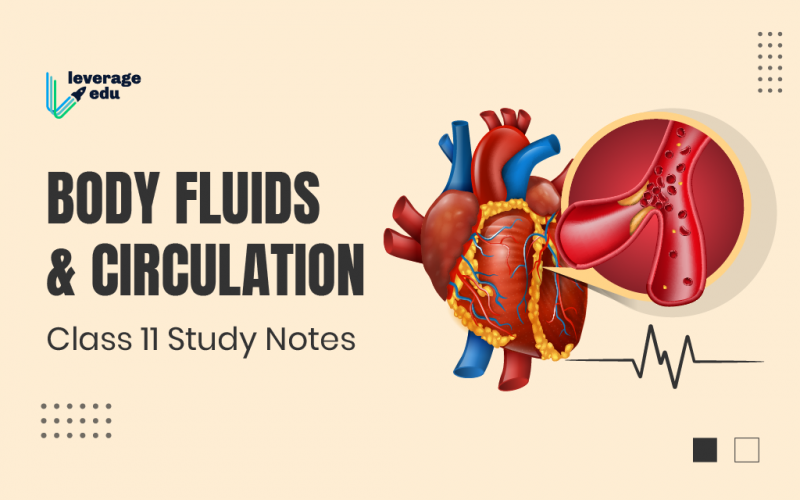 Body Fluids And Circulation