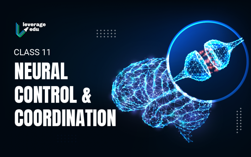 Class 11 Neural Control and Coordination