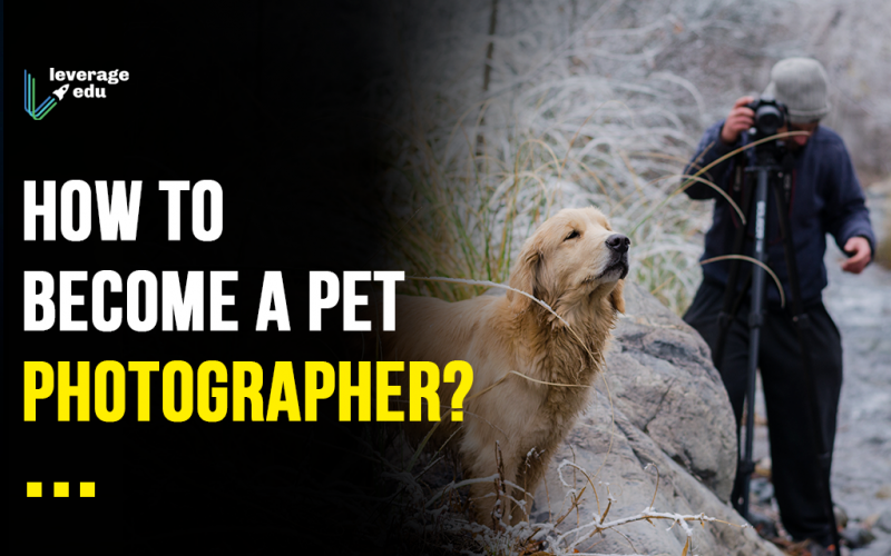 Pet Photographer