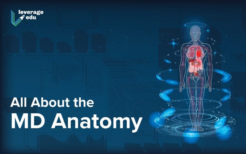 All About the MD Anatomy