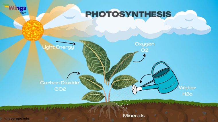 Class 11 Photosynthesis In Higher Plants NCERT, Notes | Leverage Edu