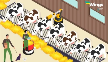 Career in Dairy Farming