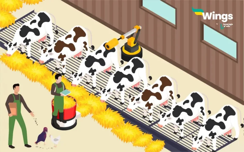 Career in Dairy Farming