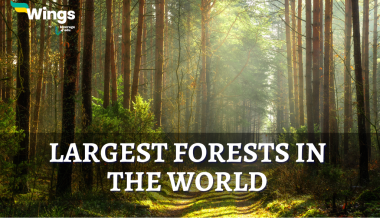 Largest Forests in the World