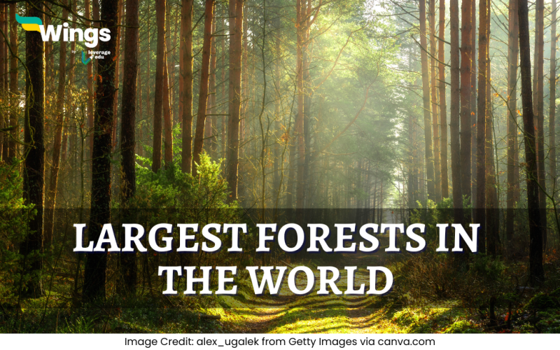 Largest Forests in the World