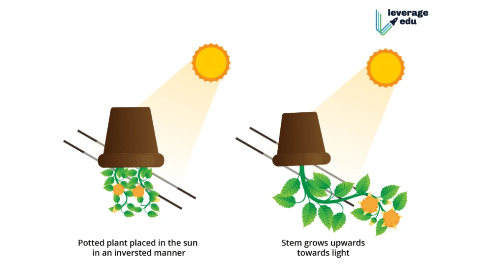 Science Experiments for Class 6