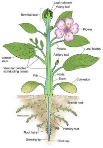 100 Branches of Biology from A to Z: All Branches | Leverage Edu