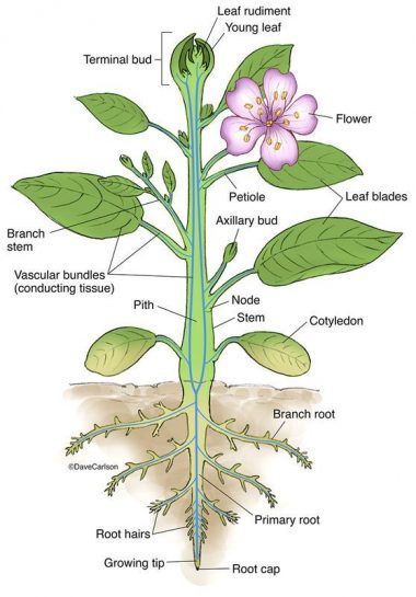 Branches of Biology A to Z: 100+ Biology Branches & Significance