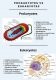 The Fundamental Unit Of Life Class 9 Notes