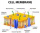 The Fundamental Unit Of Life Class 9 Notes