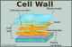 The Fundamental Unit Of Life Class 9 Notes