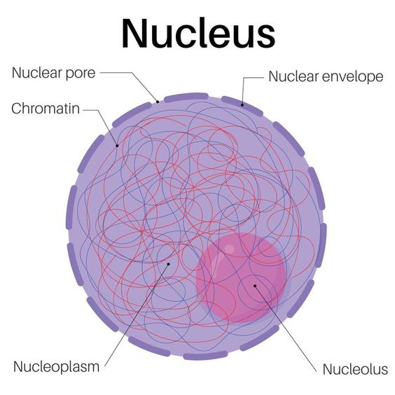 Structure Of An Atom - Class 9 Science Notes