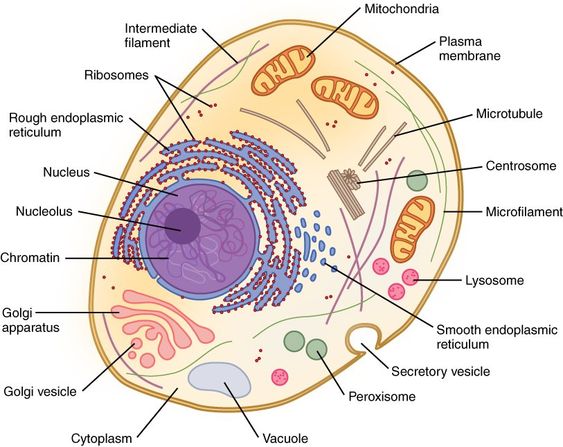 Structure Of An Atom - Class 9 Science Notes