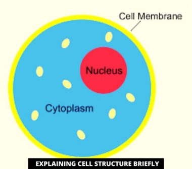 The Fundamental Unit Of Life Class 9 Notes [PDF Inside] | Leverage Edu