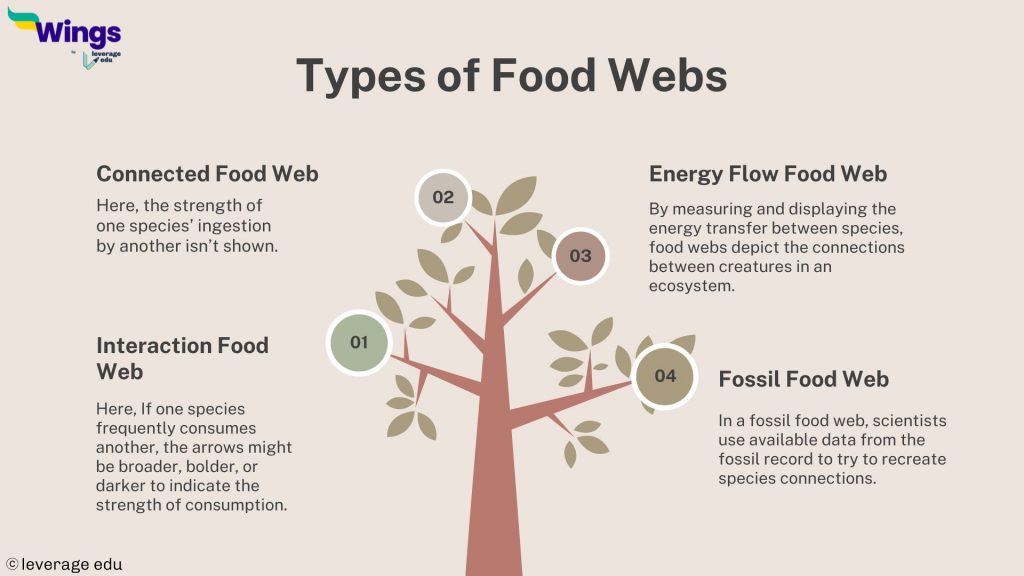 Food Web: Concept and Applications