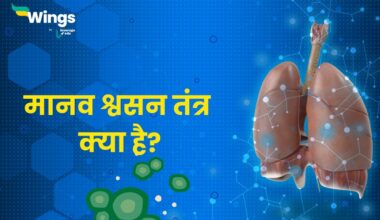 Respiratory System in Hindi