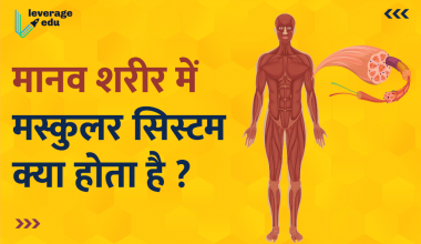 Muscular System in Hindi